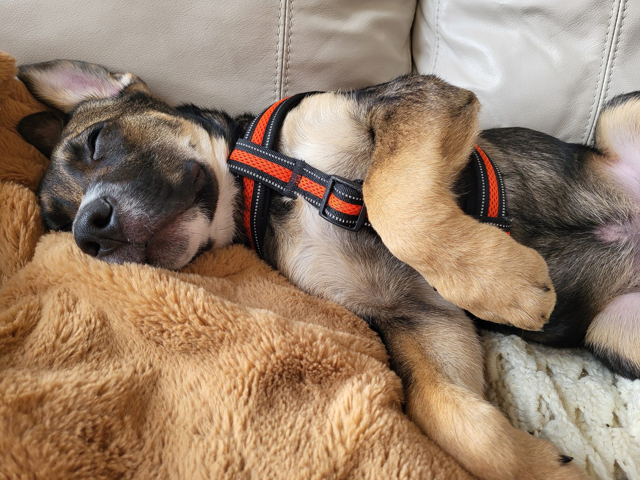 Lou Loves Pets's image