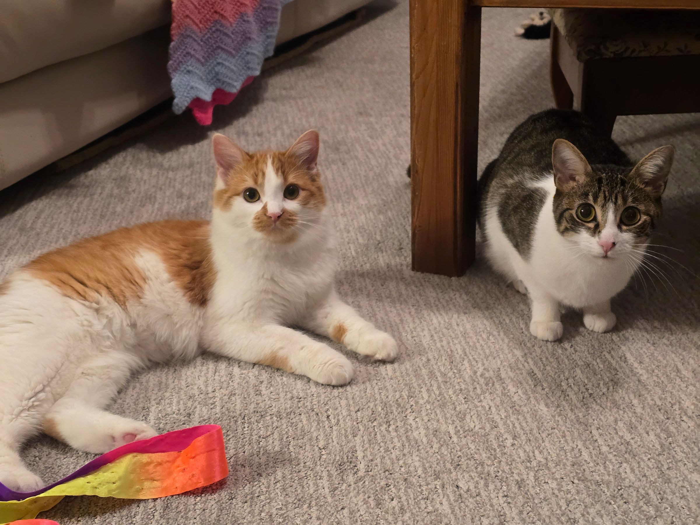 Lou Loves Pets's image