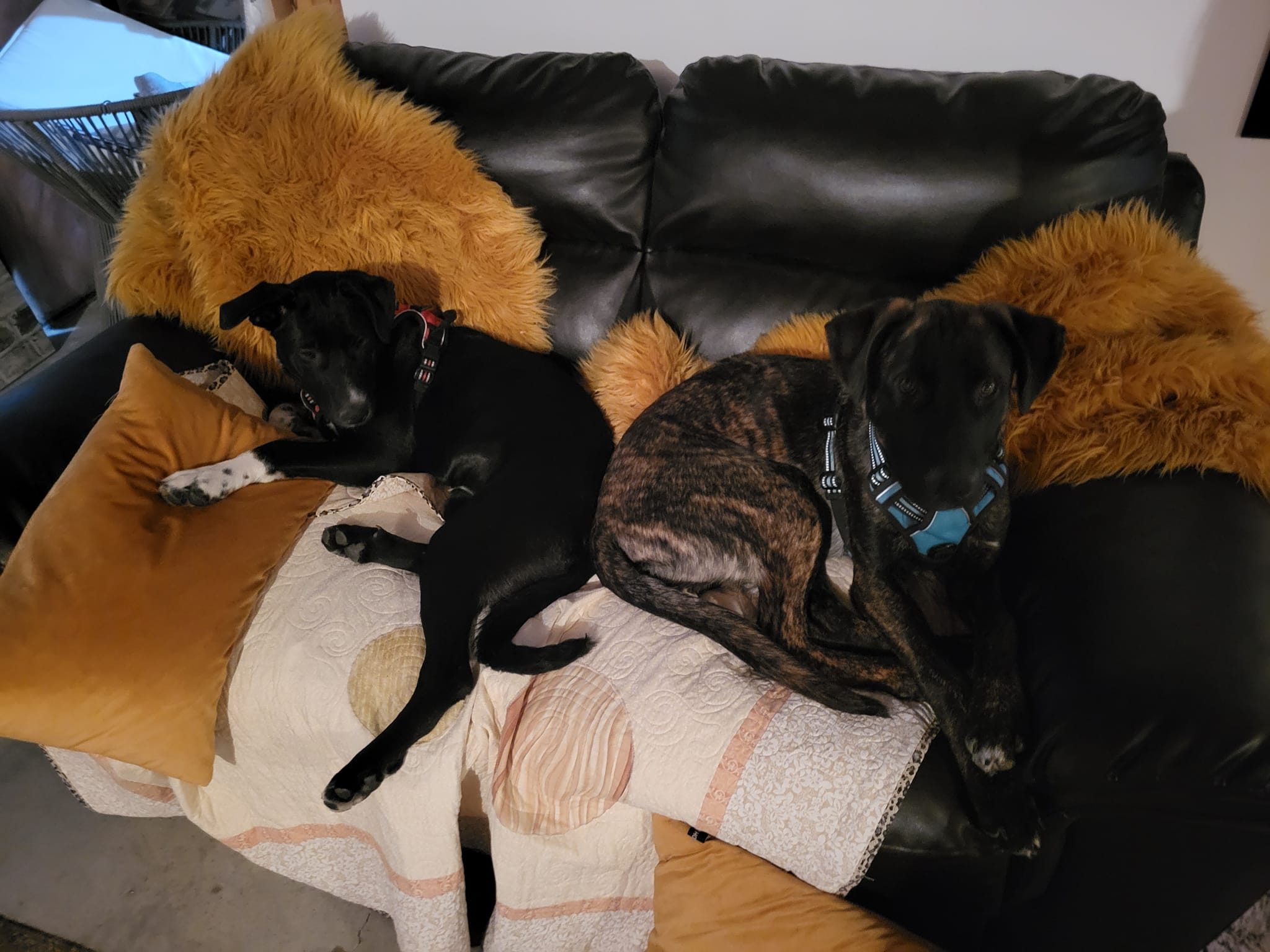 Lou Loves Pets's image