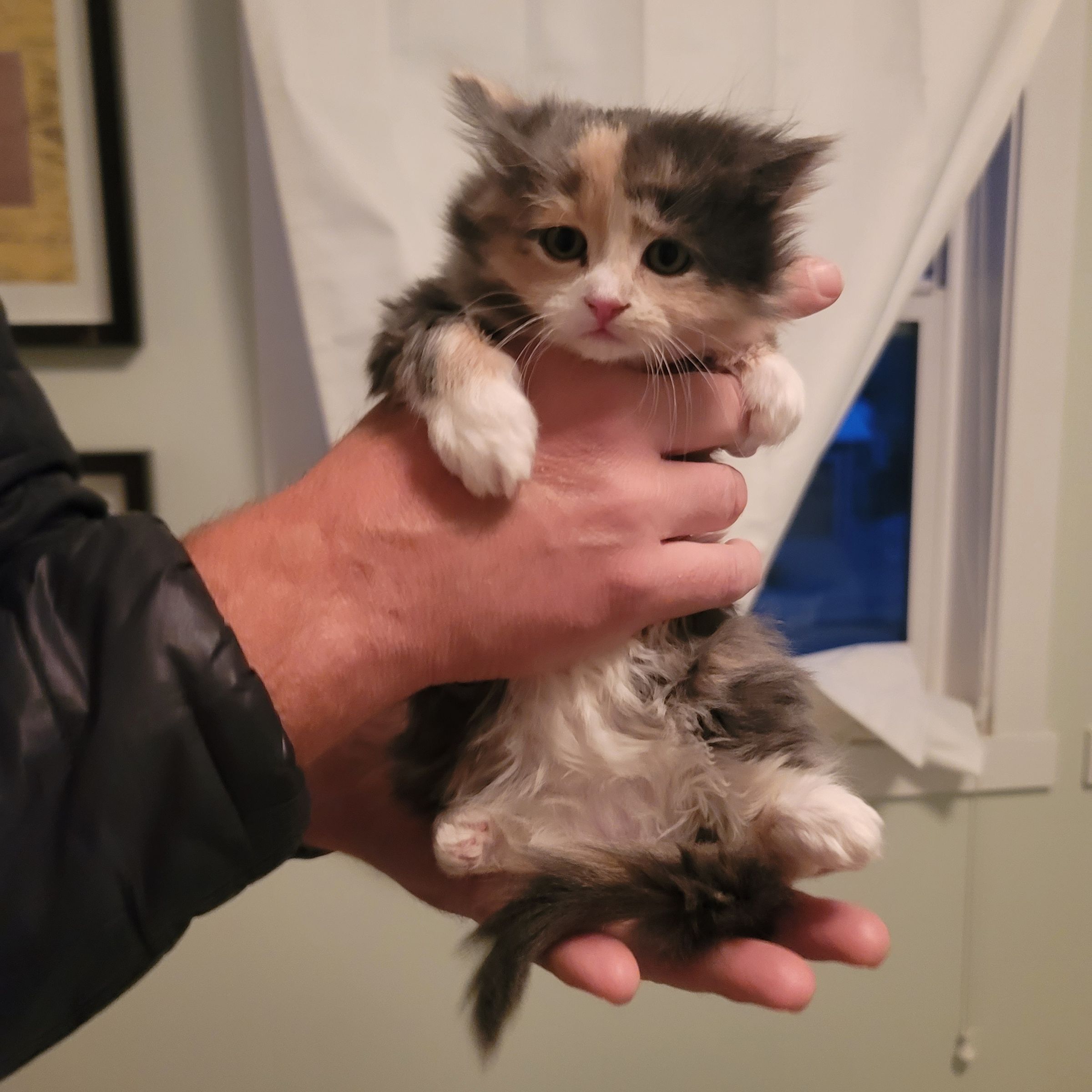 Lou Loves Pets's image