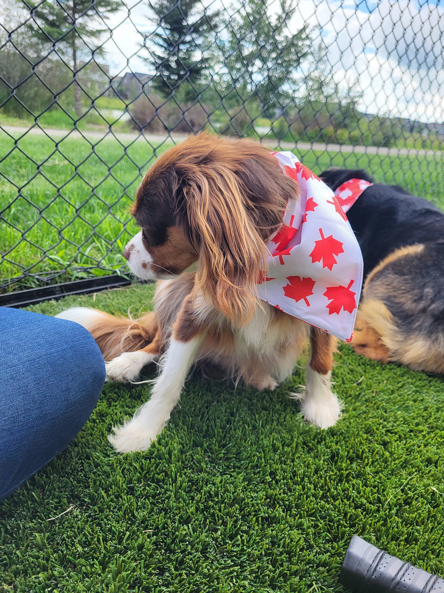 Lou Loves Pets's image