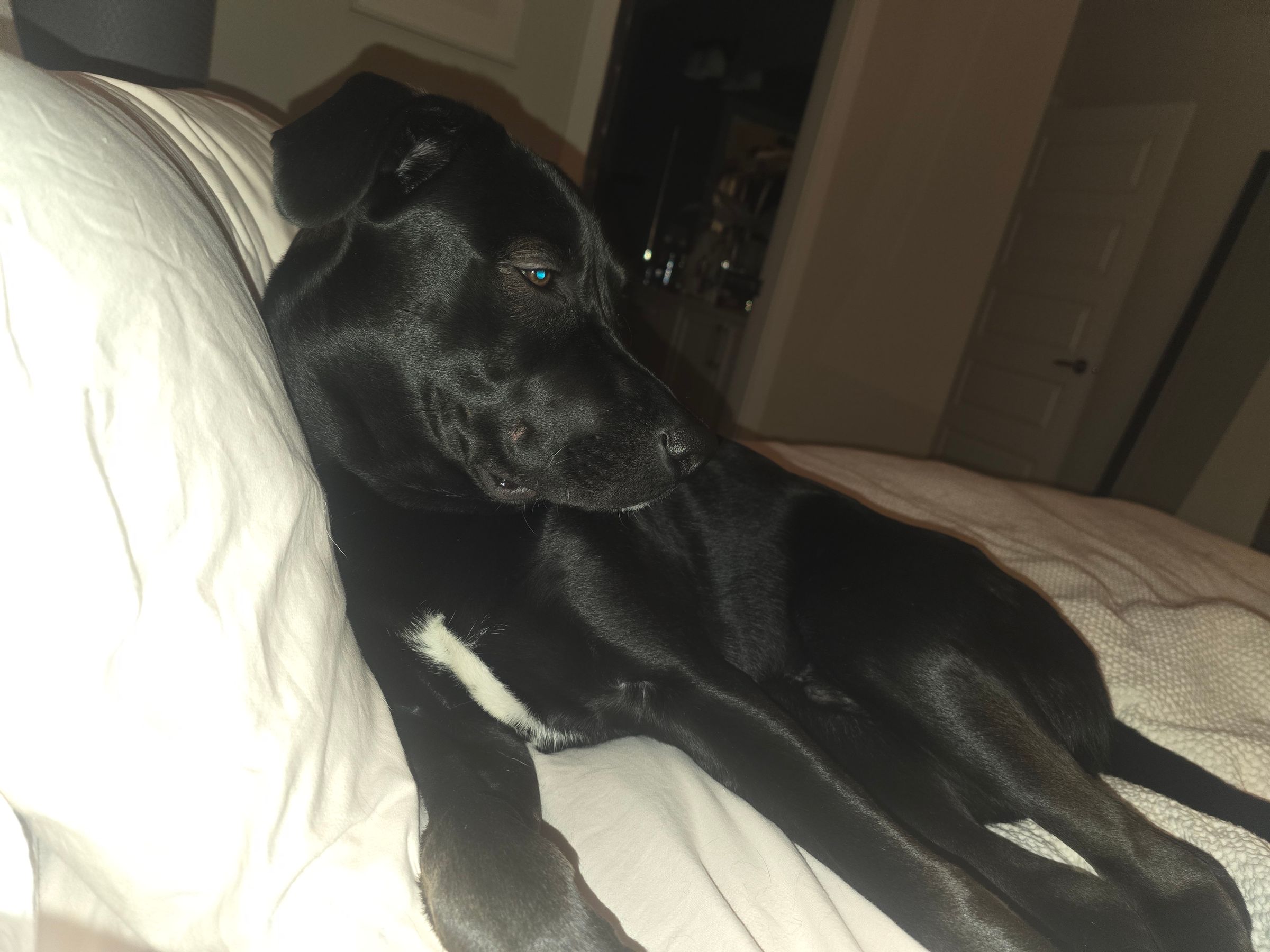 Lou Loves Pets's image