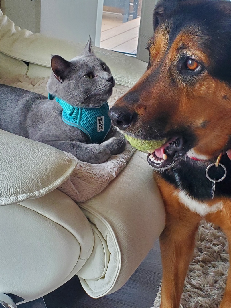 Lou Loves Pets's image