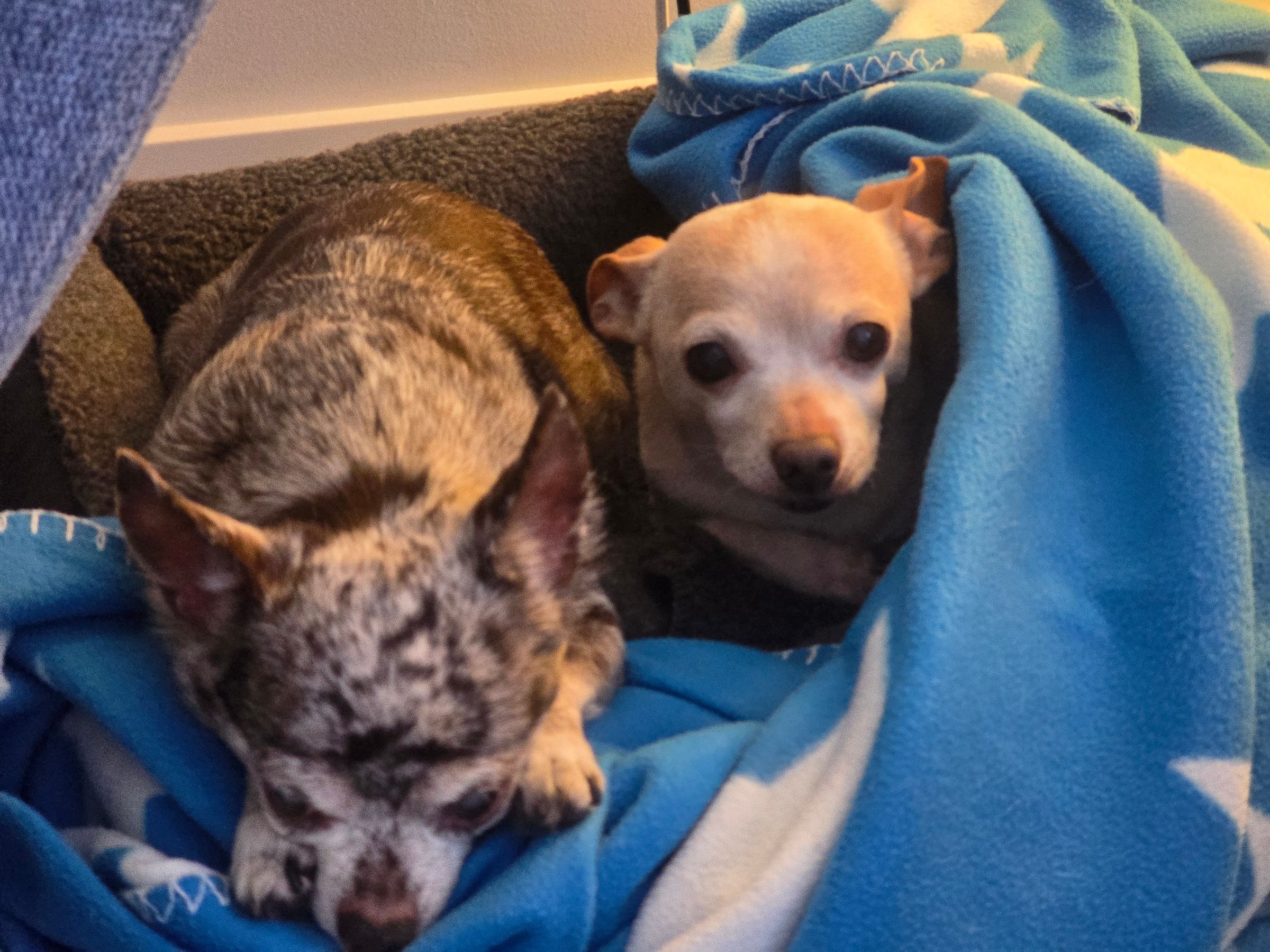 Lou Loves Pets's image