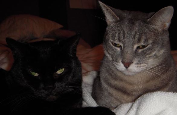 Lou Loves Pets's image