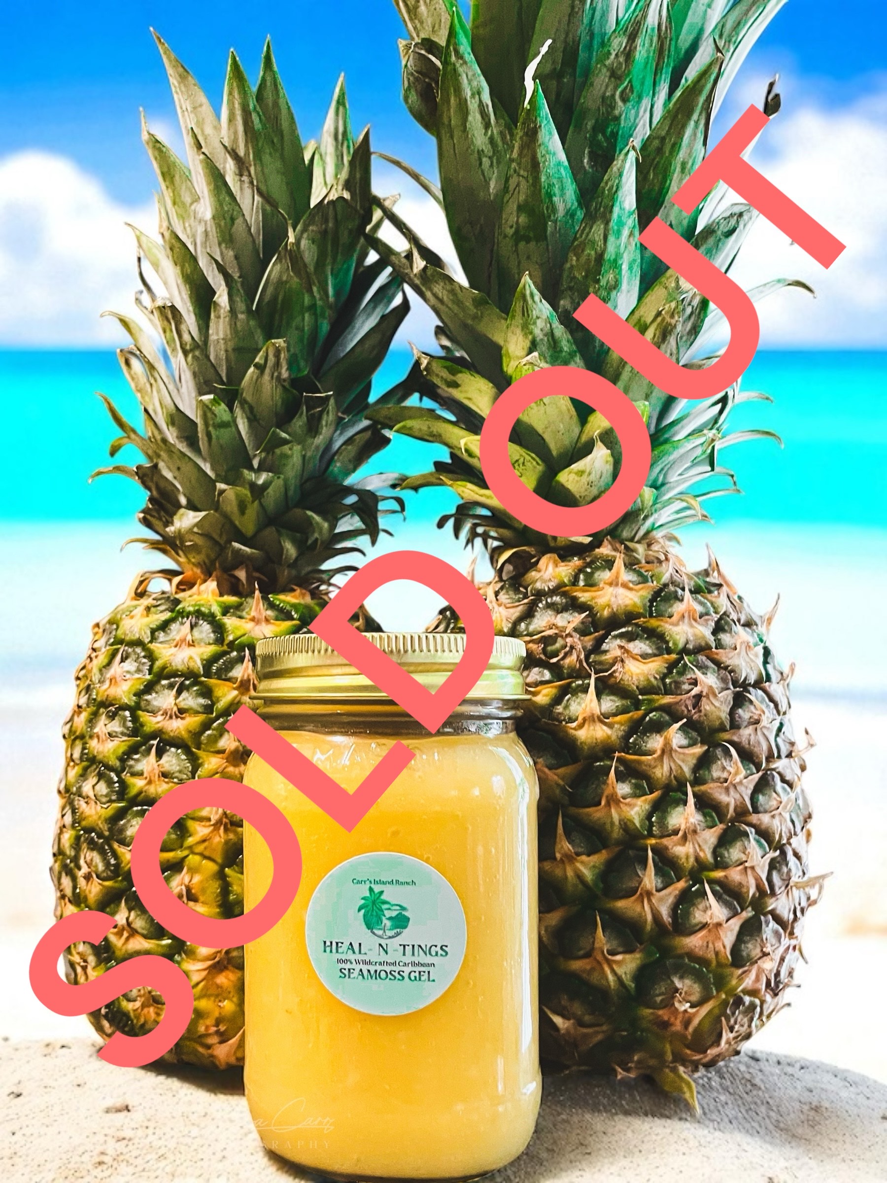 16 oz Pineapple N Ginger Sunrise Seamoss