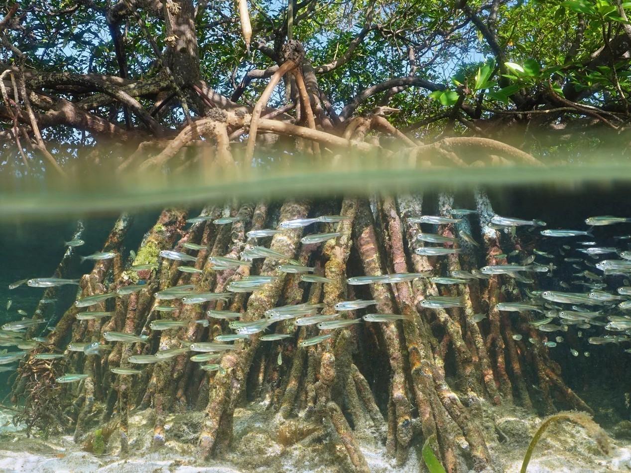 Liberia Carbon Solutions's image