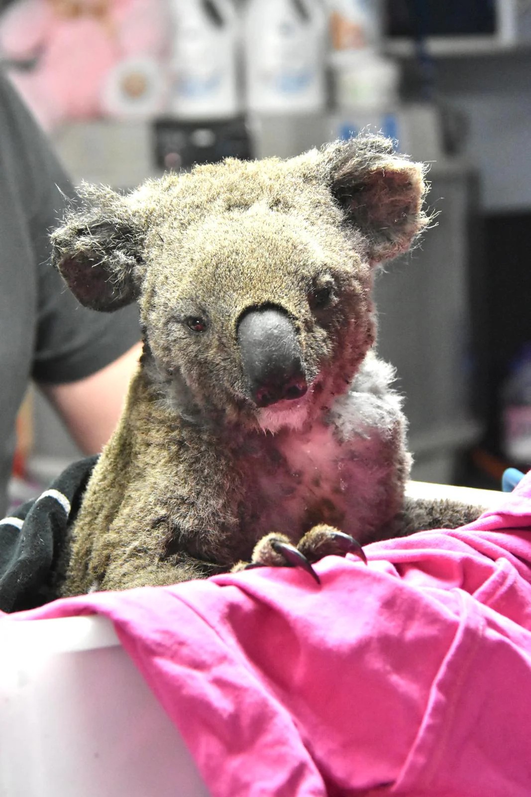 Koalahilfe Deutschland's image