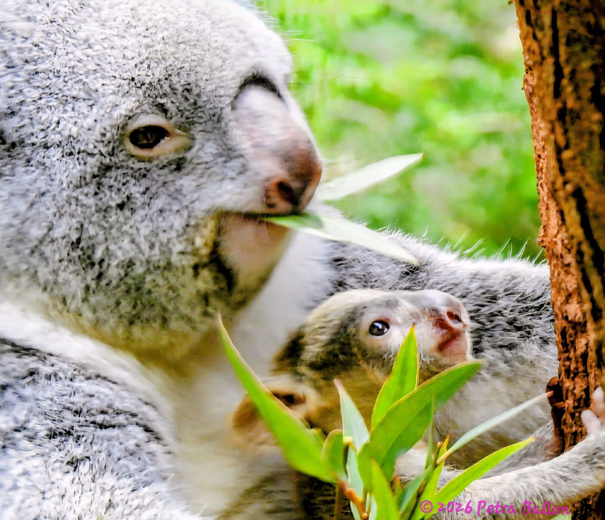 Koalahilfe Deutschland's image