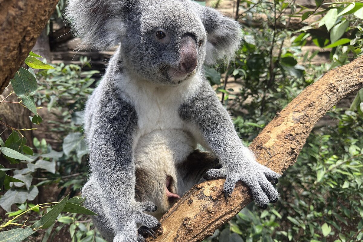 Wenn die Koala-Mutter frei sitzt, fällt der prall gefüllte Beutel, aus dem hin und wieder Körperteile des Jungtiers herausragen, besonders deutlich auf ©Text und Fotos: Wilhelma (Terra Australis) /Birger Meierjohann