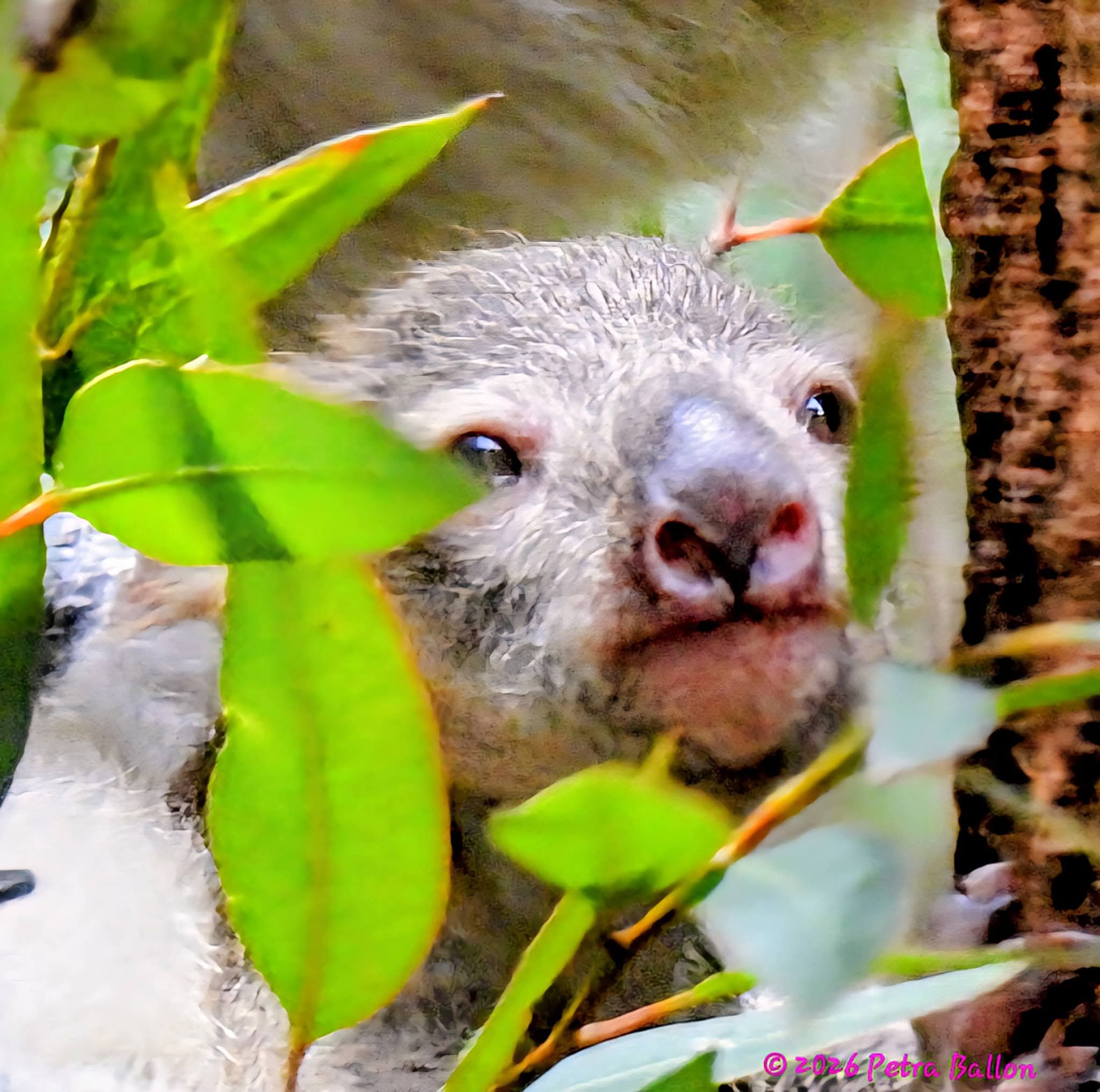 Koalahilfe Deutschland's image