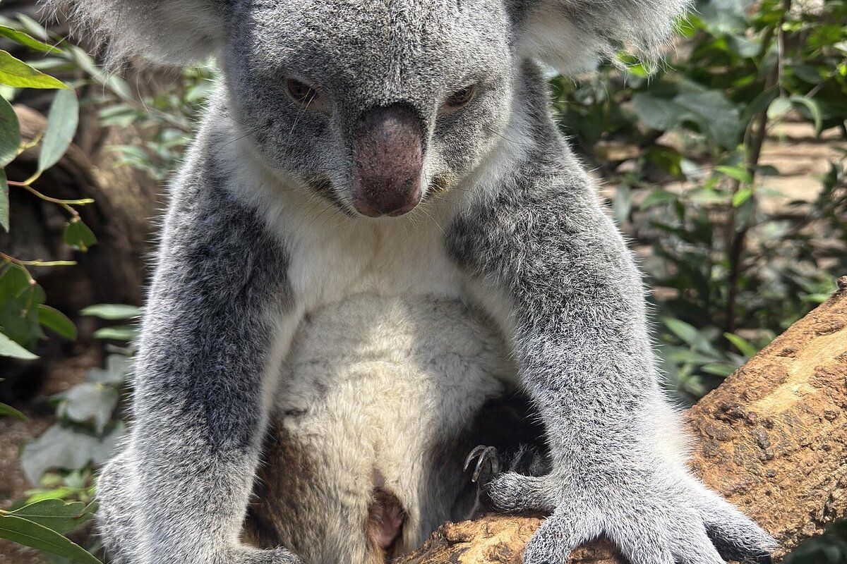 Wenn die Koala-Mutter frei sitzt, fällt der prall gefüllte Beutel, aus dem hin und wieder Körperteile des Jungtiers herausragen, besonders deutlich auf ©Text und Fotos: Wilhelma (Terra Australis) /Birger Meierjohann
