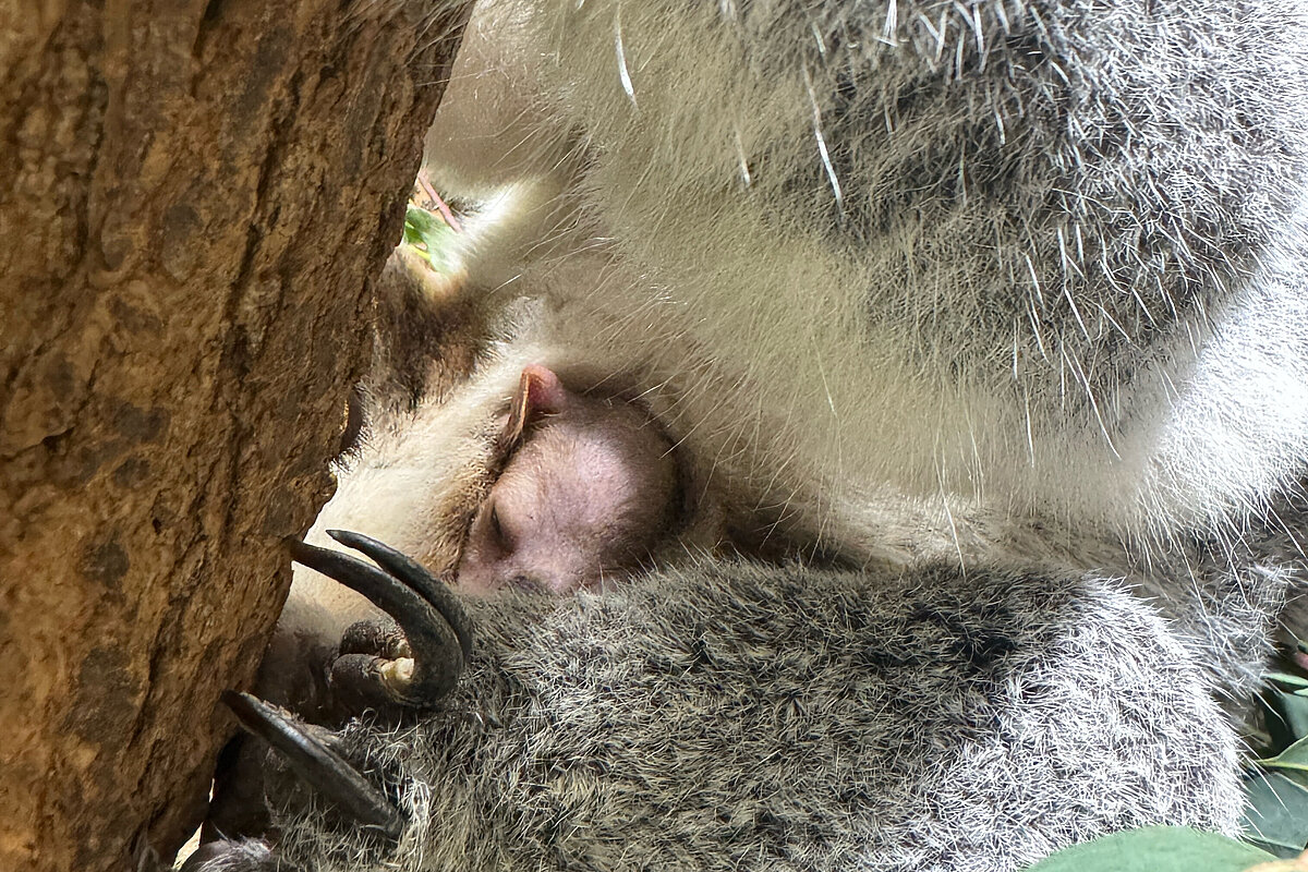 Bei Koala-Dame Auburn schaut ein Jungtier vorsichtig aus dem Beutel. ©Text und Fotos: Wilhelma (Terra Australis) /Birger Meierjohann