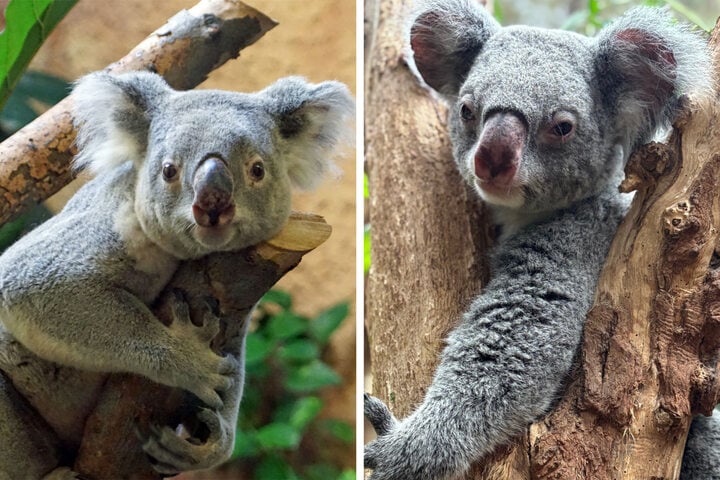 Koalahilfe Deutschland's image