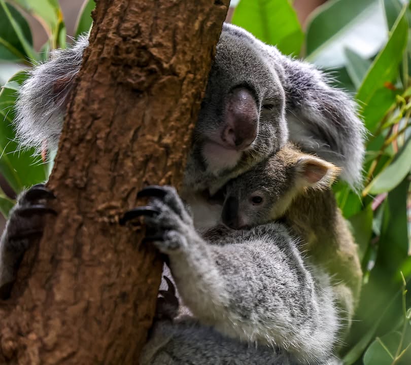 Koalahilfe Deutschland's image