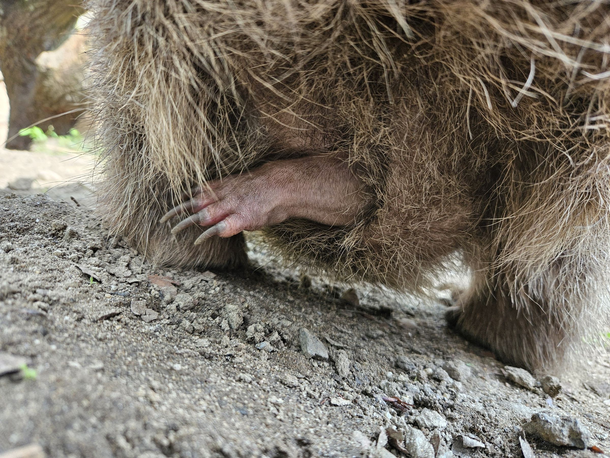 Koalahilfe Deutschland's image