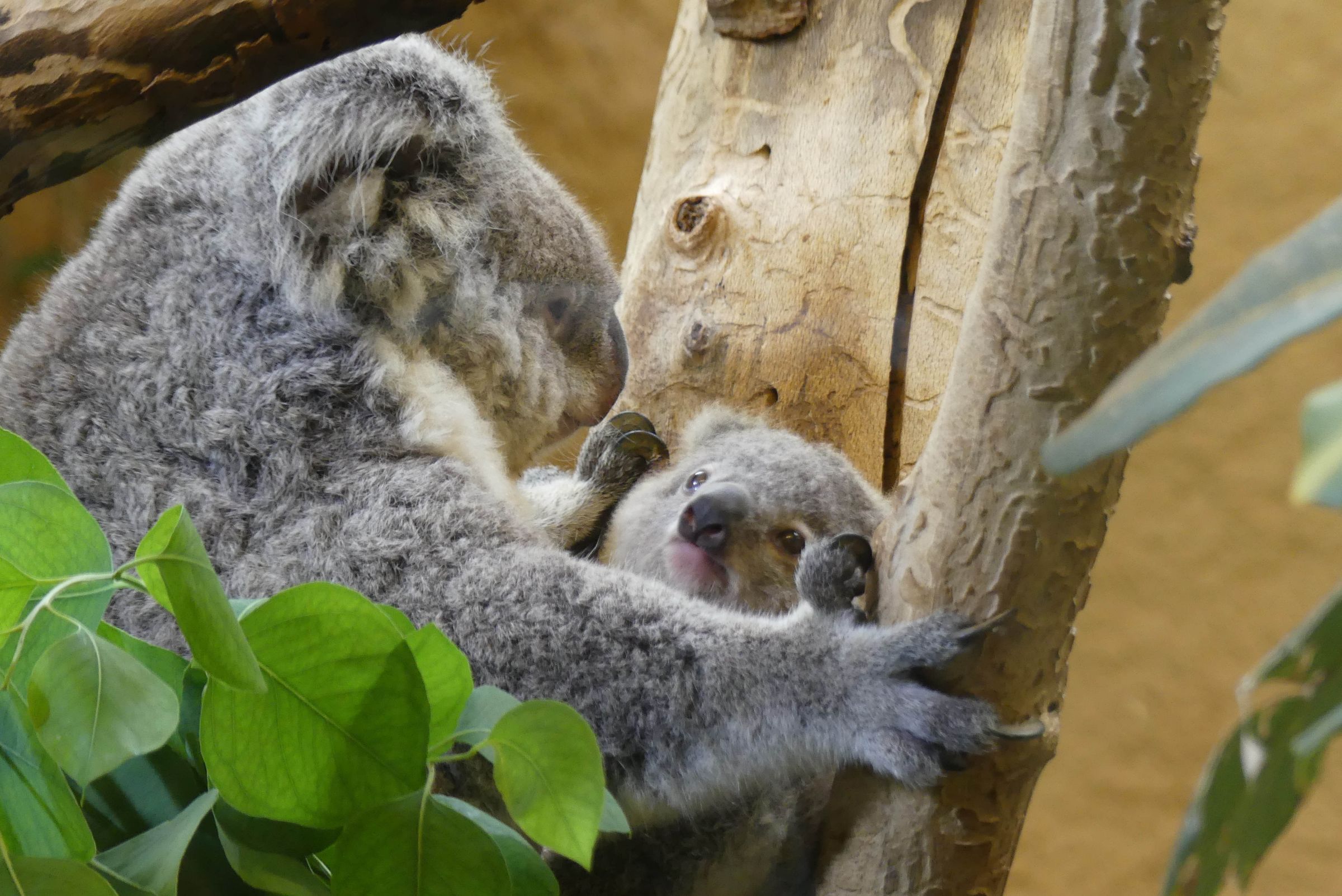Koalahilfe Deutschland's image
