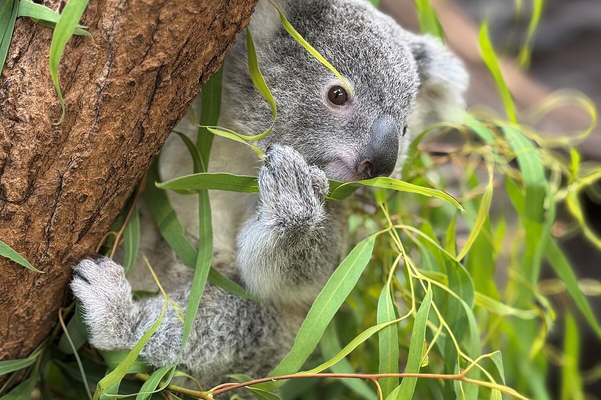 Koalahilfe Deutschland's image