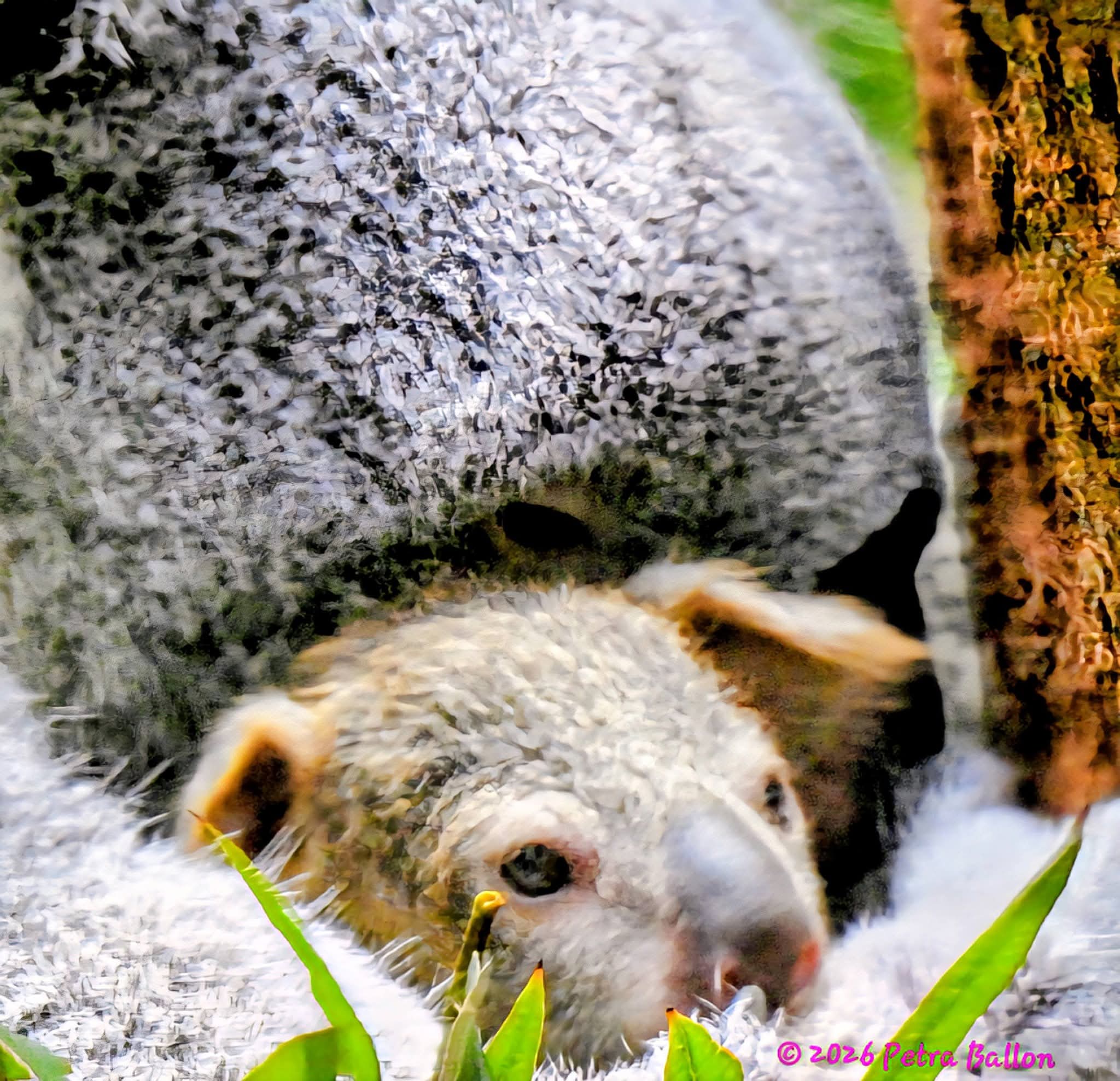 Koalahilfe Deutschland's image