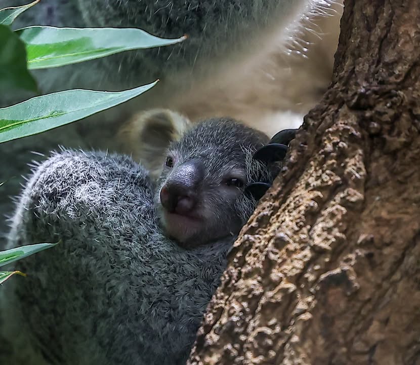 Koalahilfe Deutschland's image