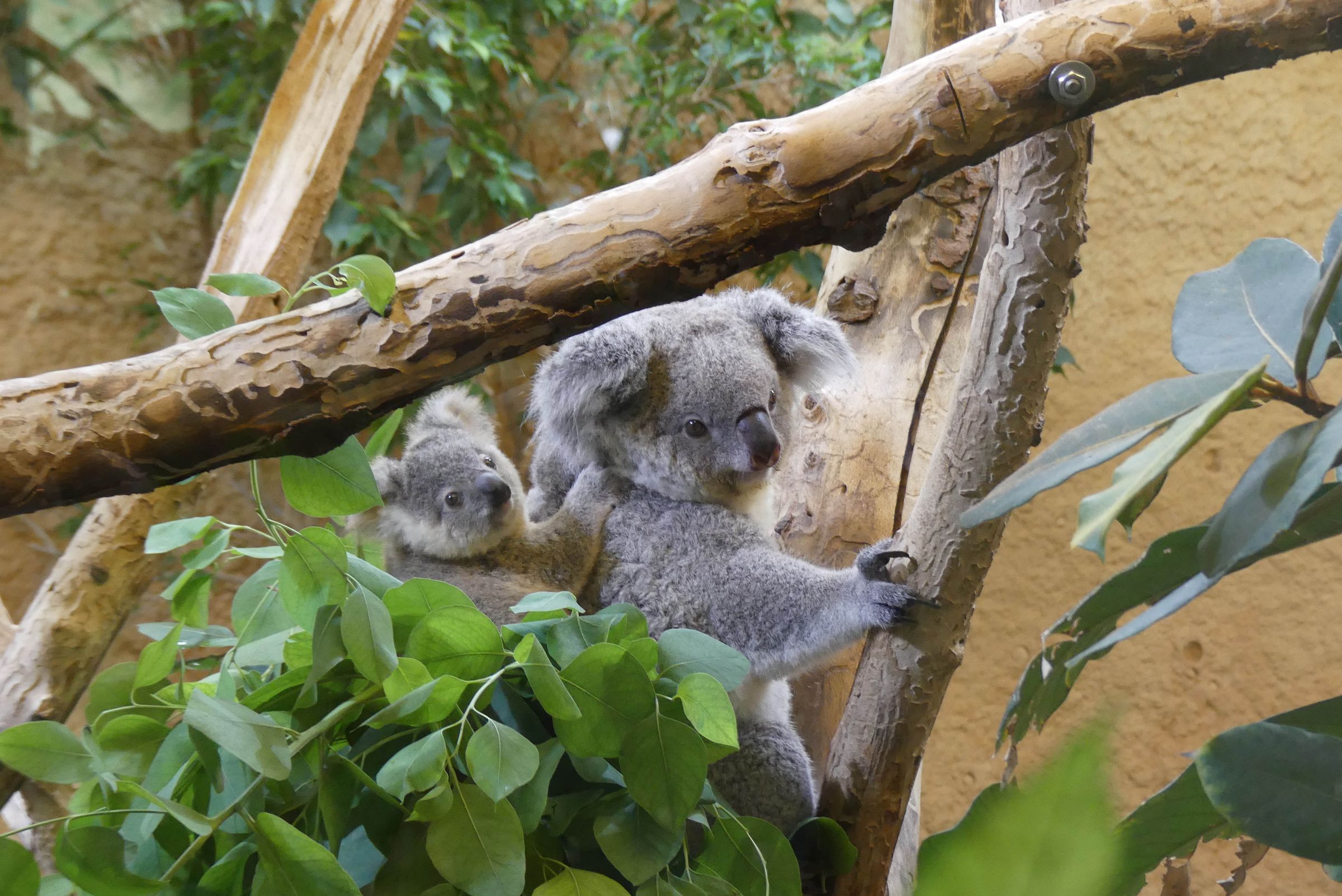 Koalahilfe Deutschland's image
