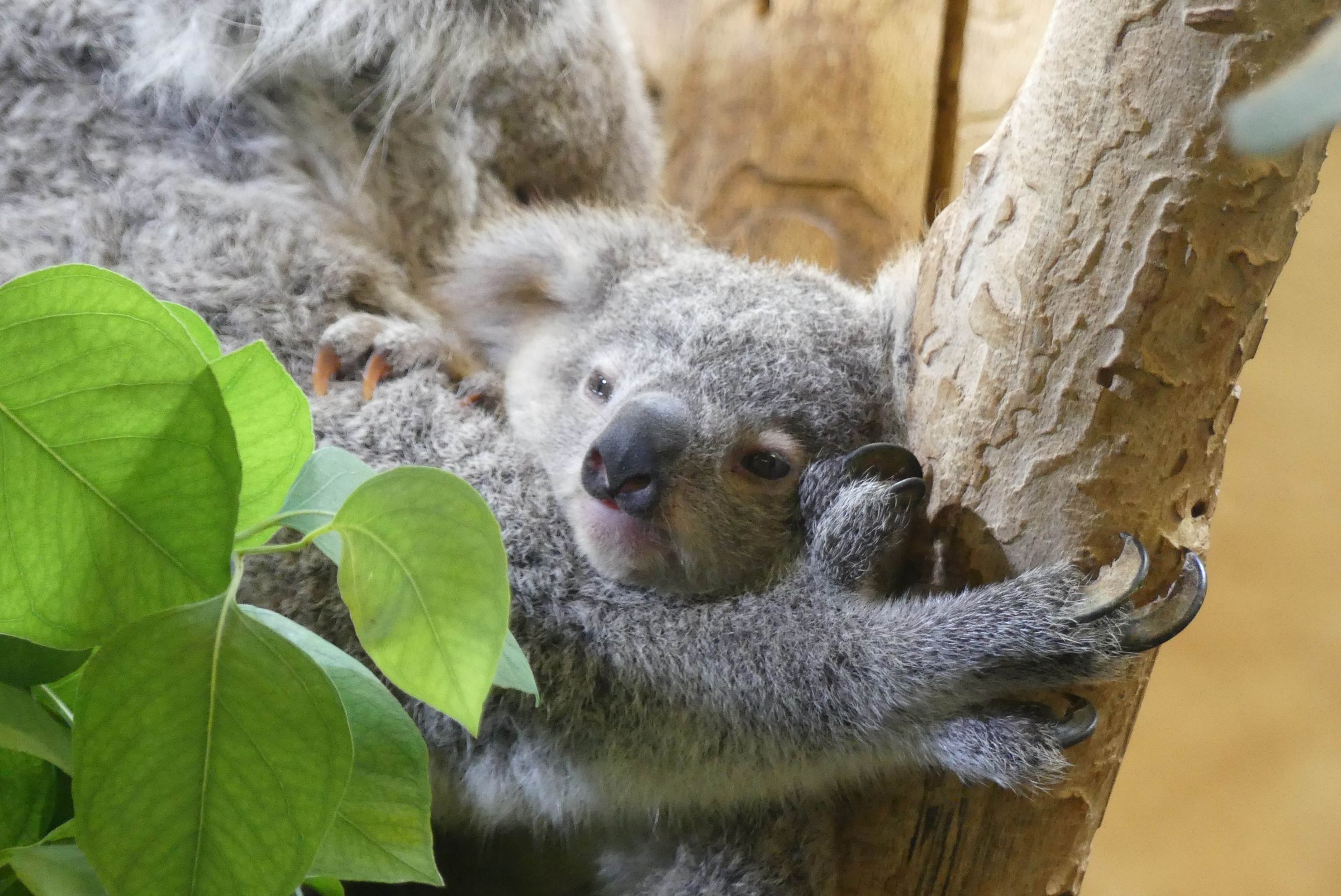 Koalahilfe Deutschland's image