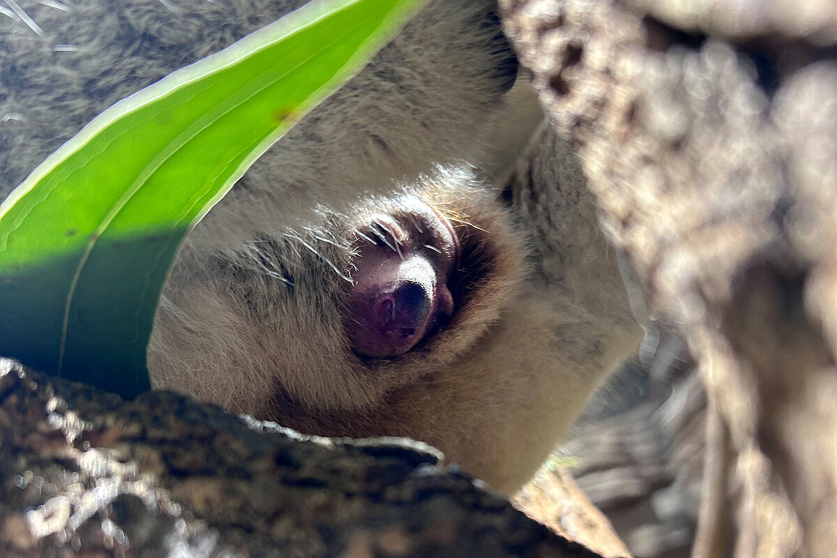 Es wird noch einige Zeit dauern, bis das Jungtier den Beutel verlässt. ©Text und Fotos: Wilhelma (Terra Australis) /Birger Meierjohann