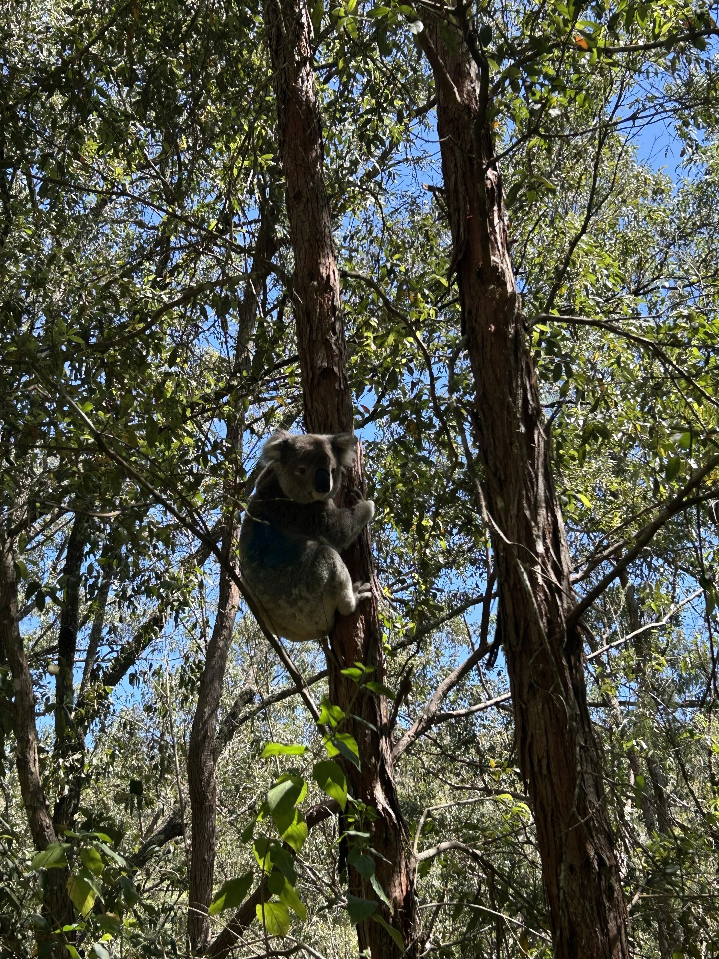Koalahilfe Deutschland's image