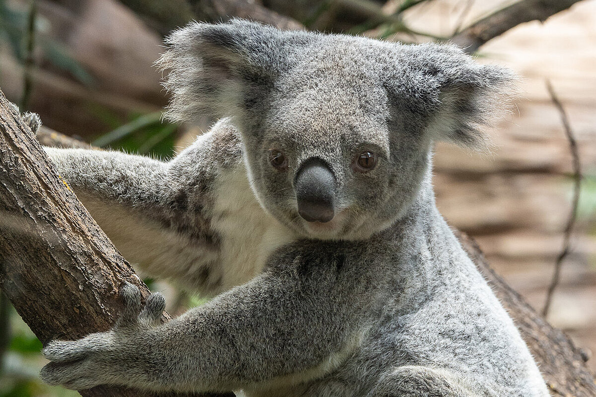 Koala-Weibchen Scarborough lebte seit 2023 in der Wilhelma