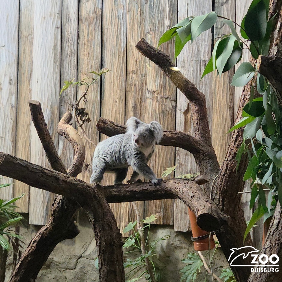 © Foto: Zoo Duisburg