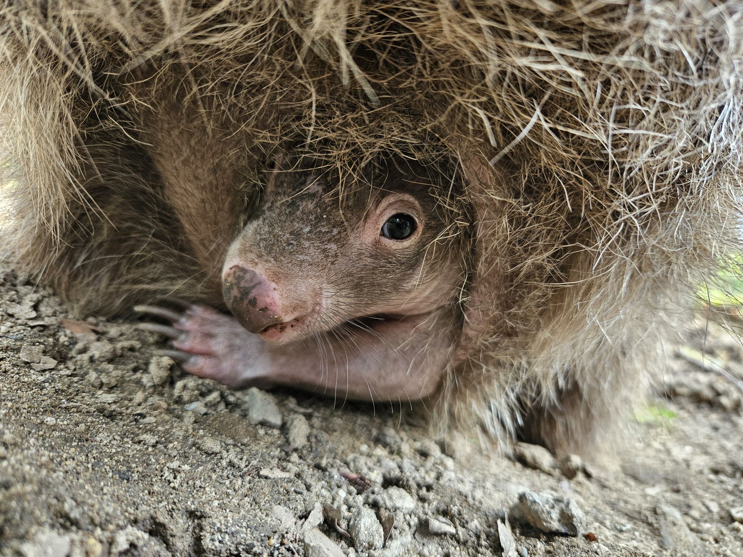 Koalahilfe Deutschland's image