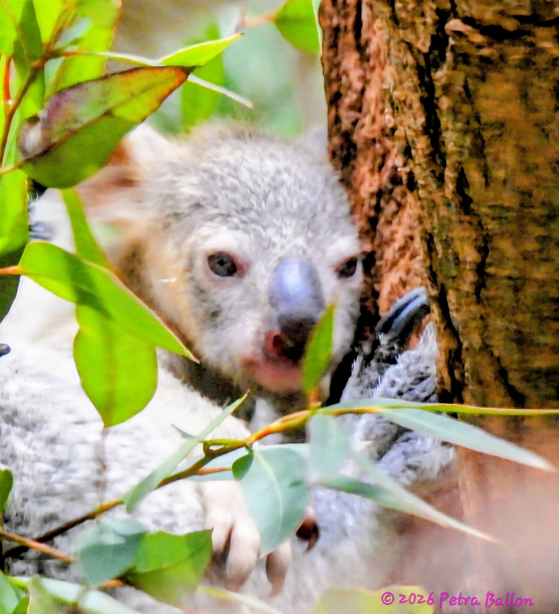 Koalahilfe Deutschland's image