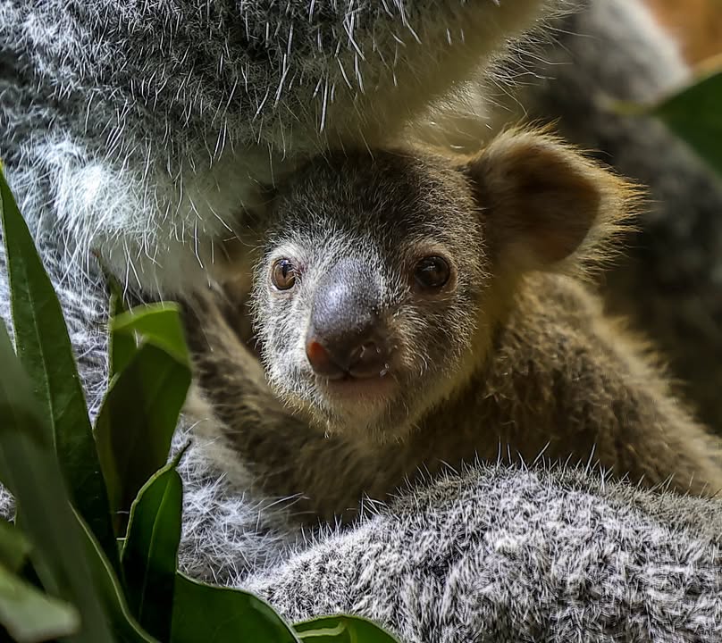 Koalahilfe Deutschland's image