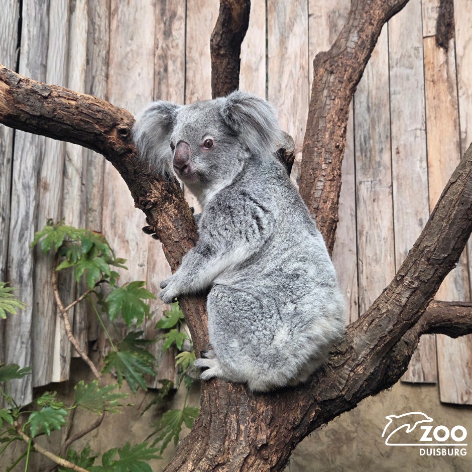 © Foto: Zoo Duisburg