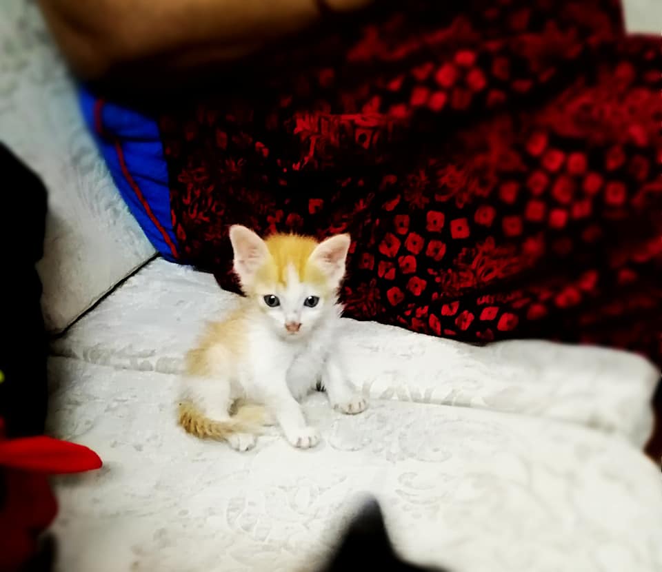 Sadia Fatema Moula's image