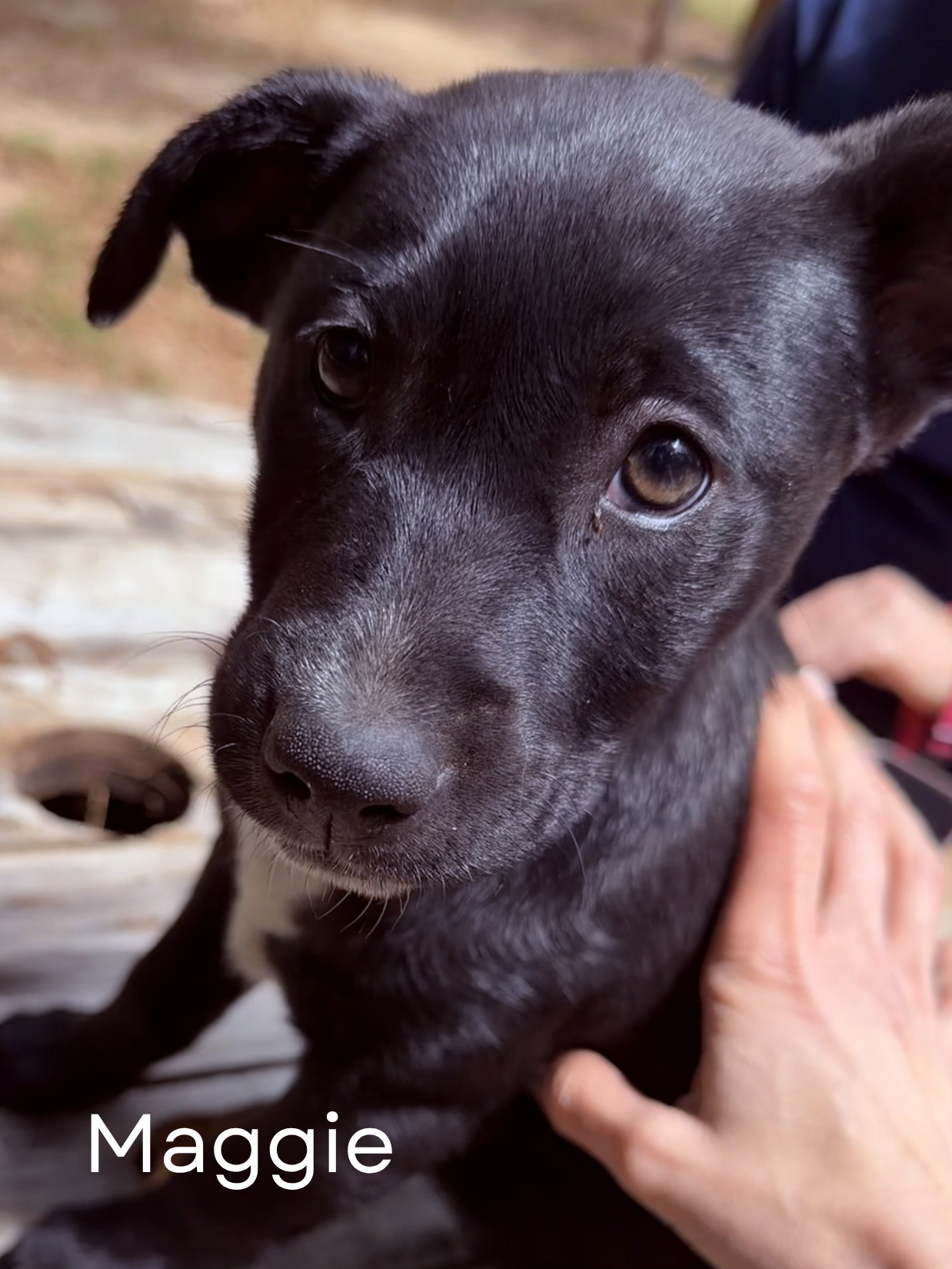 ALMOST HOME DOG SANCTUARY's image