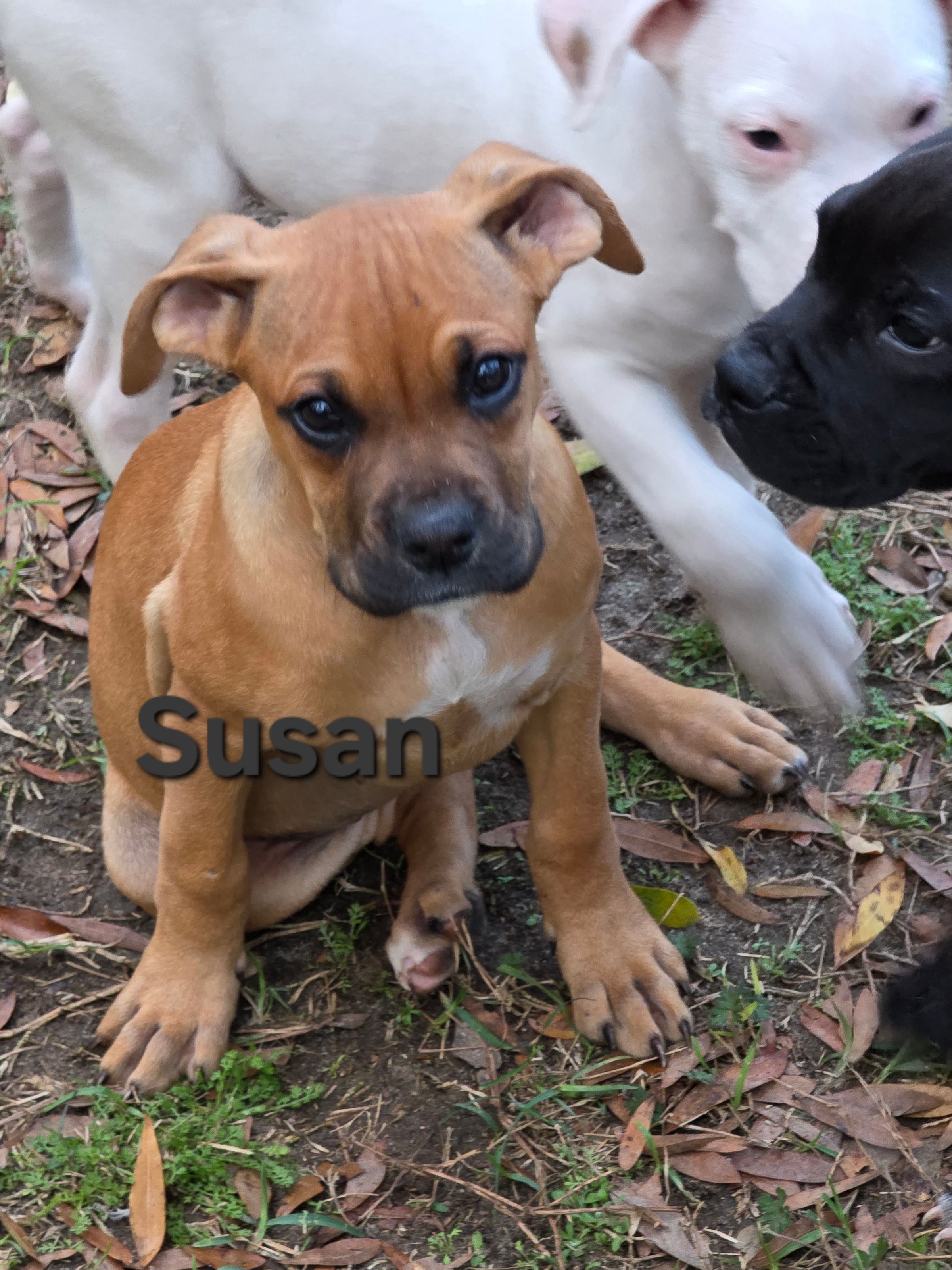 ALMOST HOME DOG SANCTUARY's image