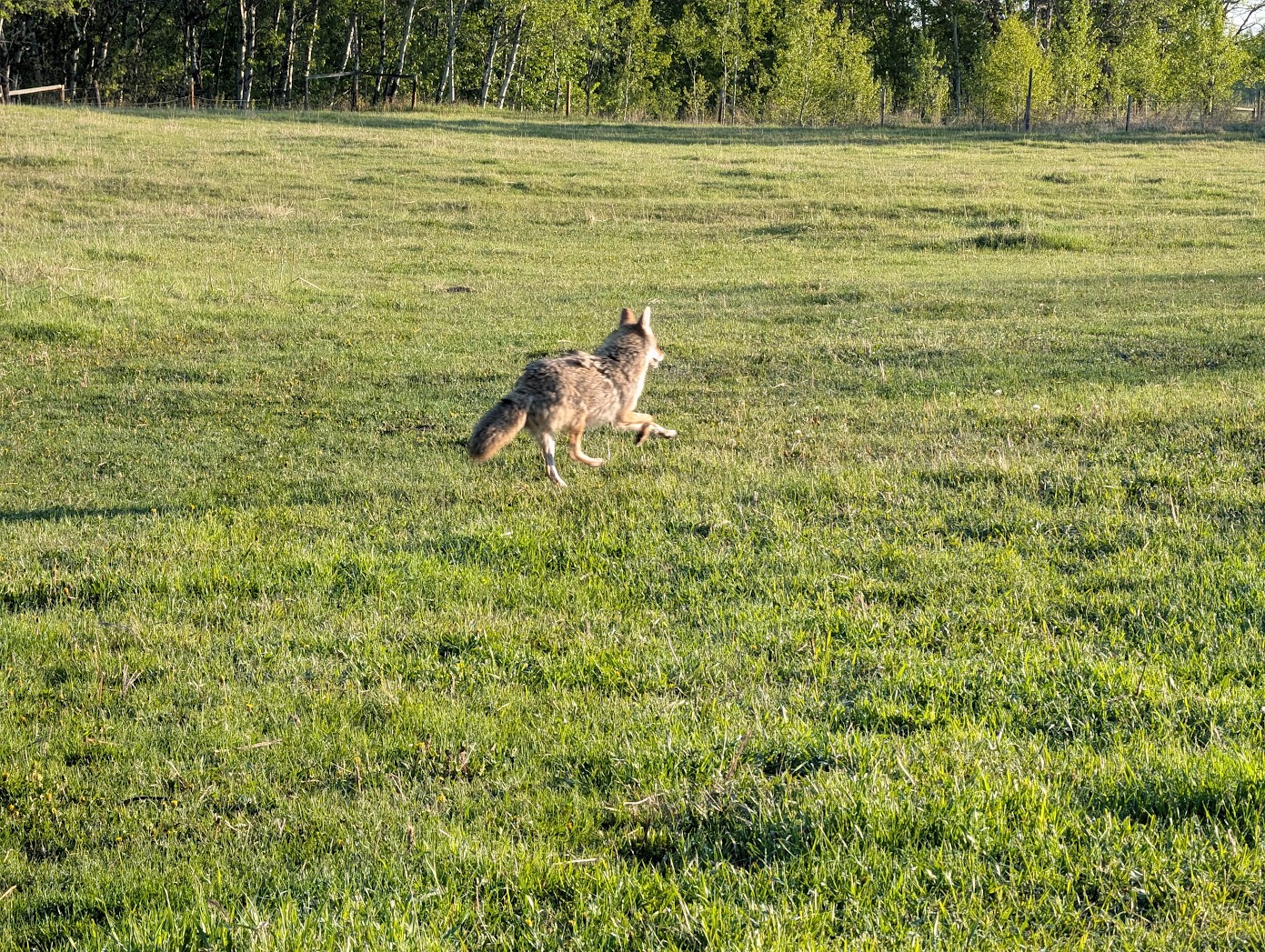 Cloutier Ranch's image