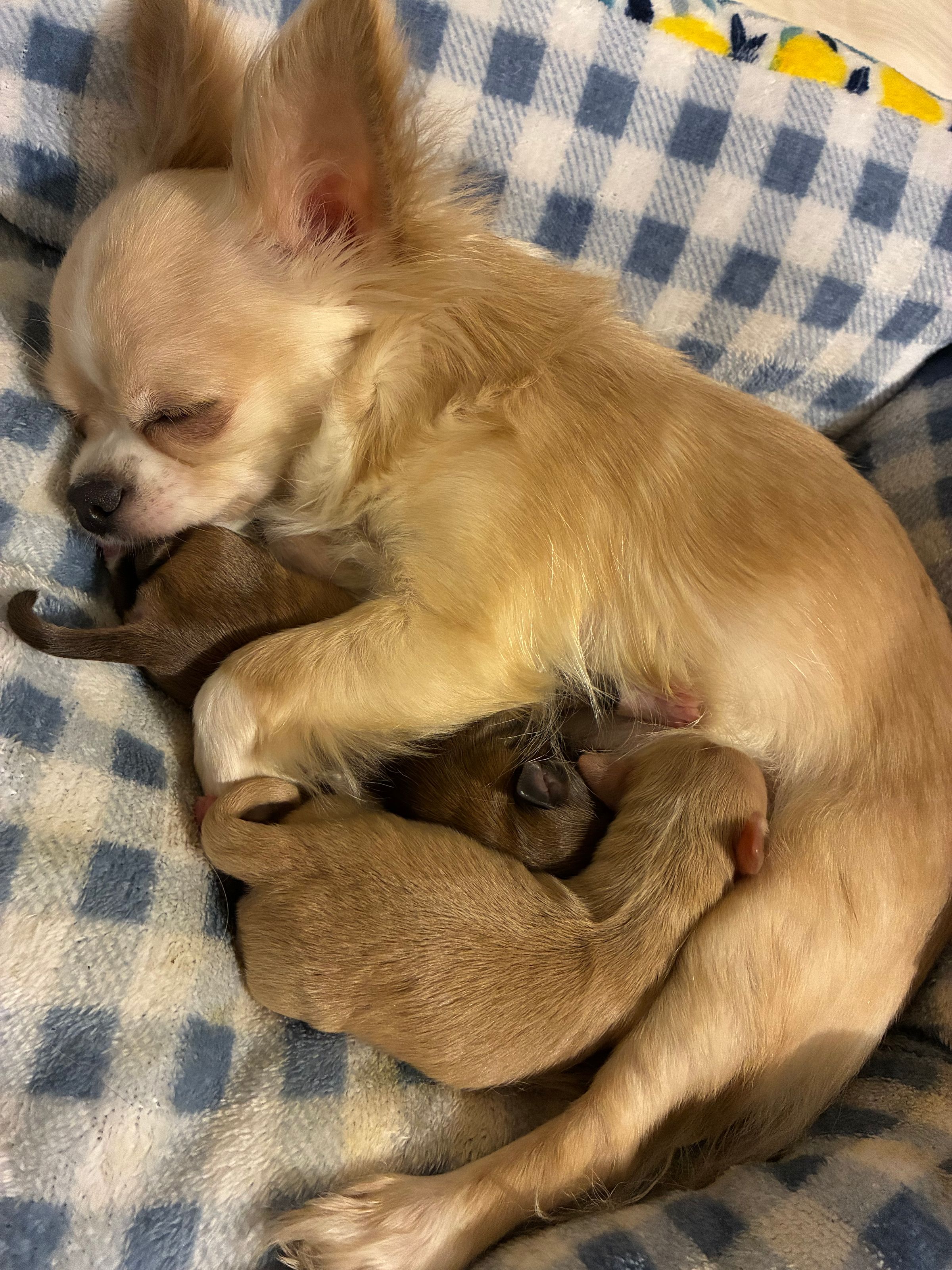 Dam & Pups