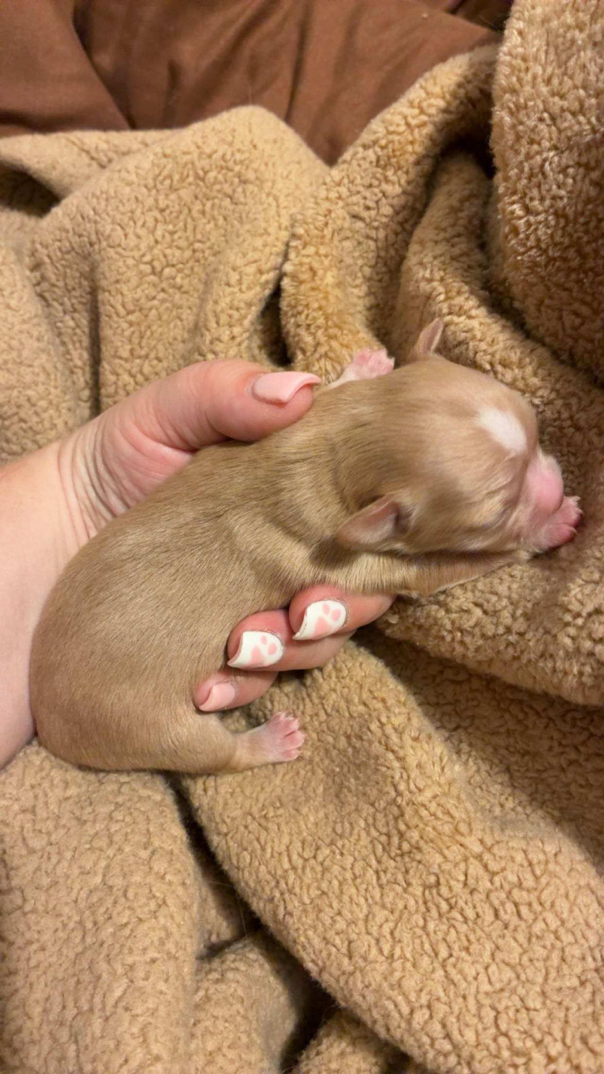 April 2026 Litter Puppy #1