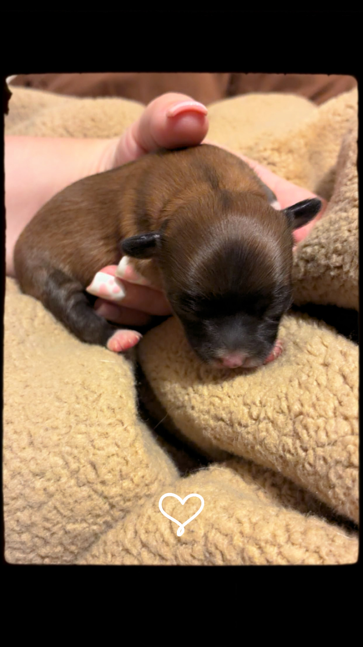 April 2026 Litter Puppy #2