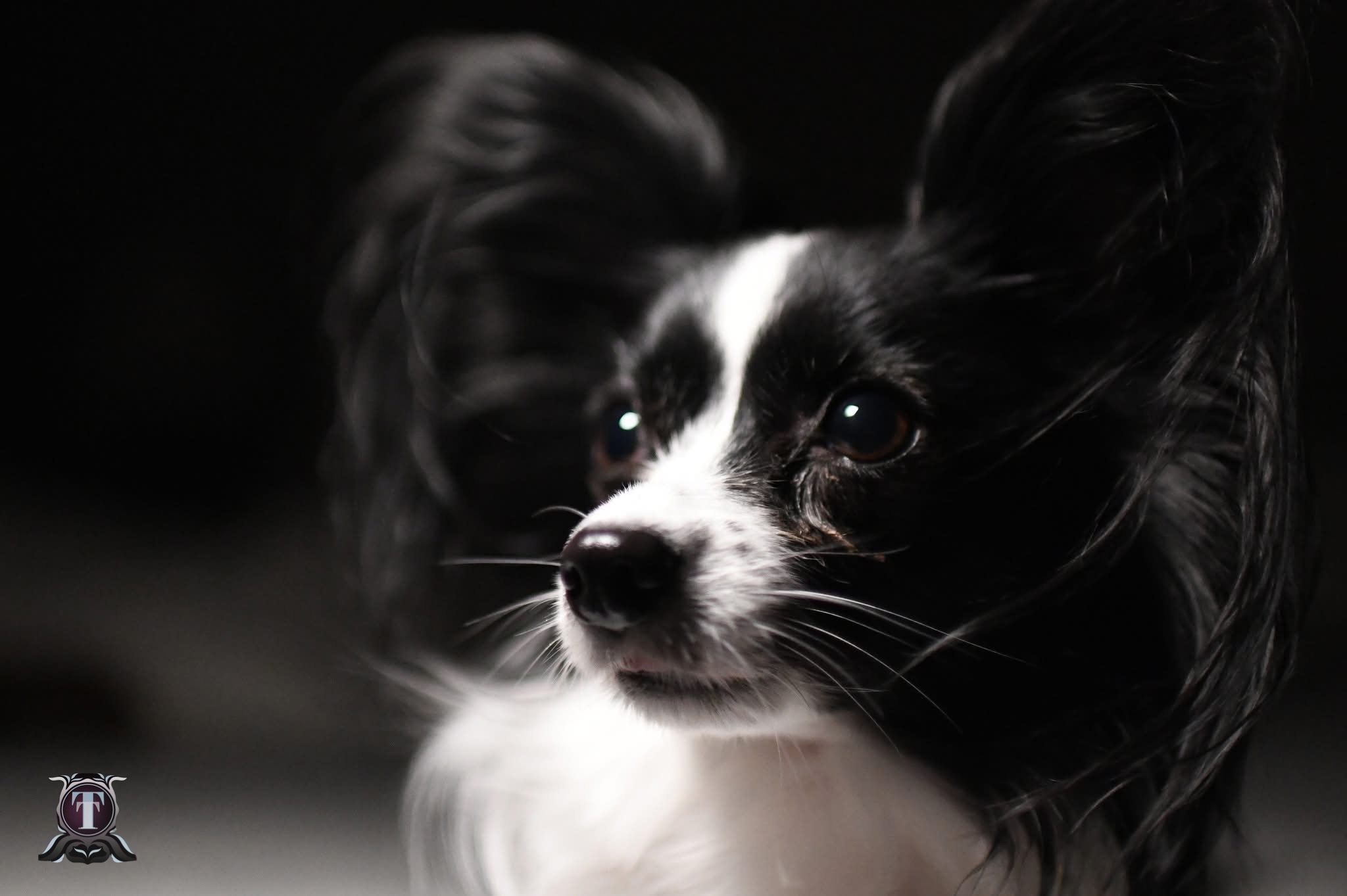 tLEGACY IMAGES's image