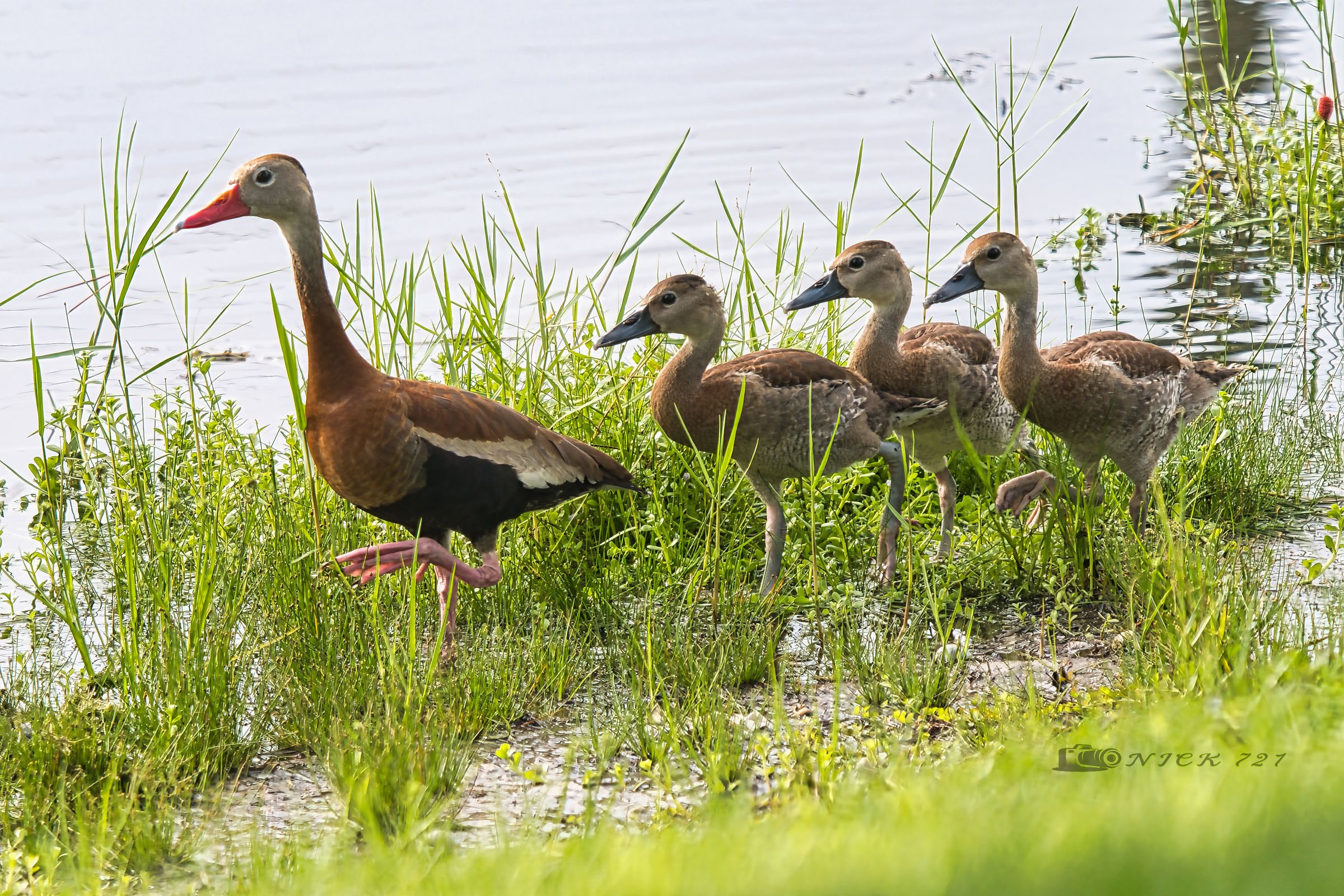 Black Bellied Whistling Ducks