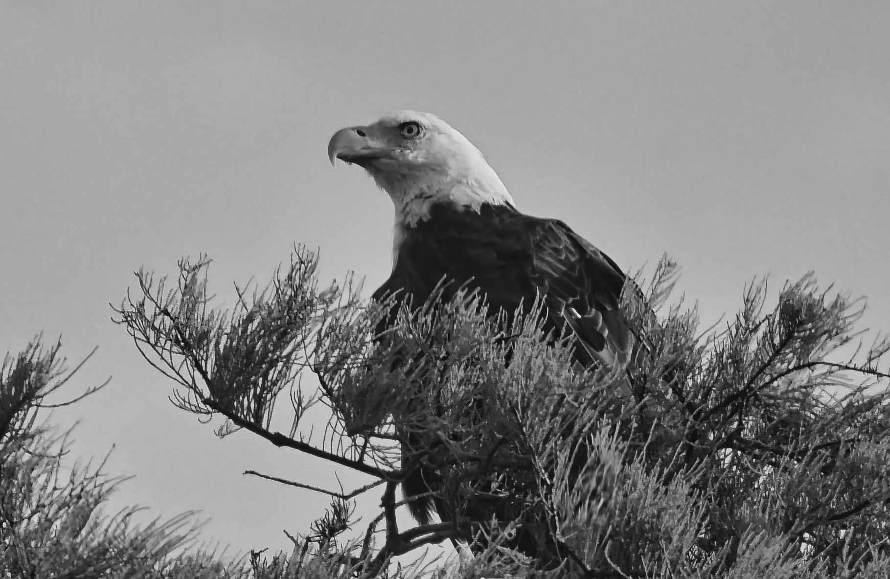 Eagles Rule