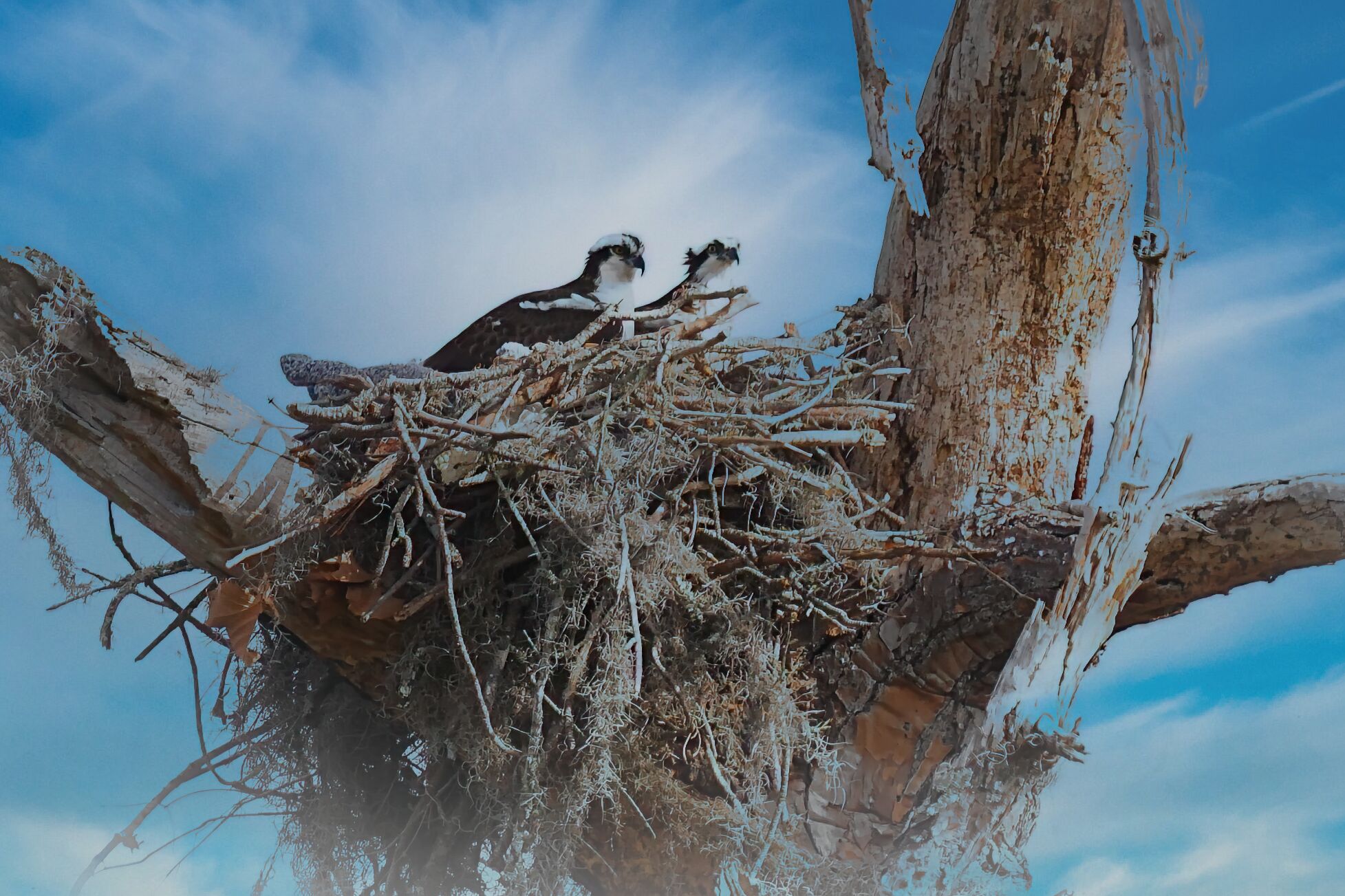 Mom and Chick