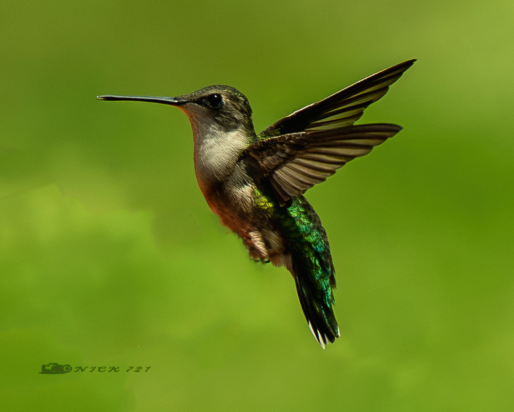 Hummers up close