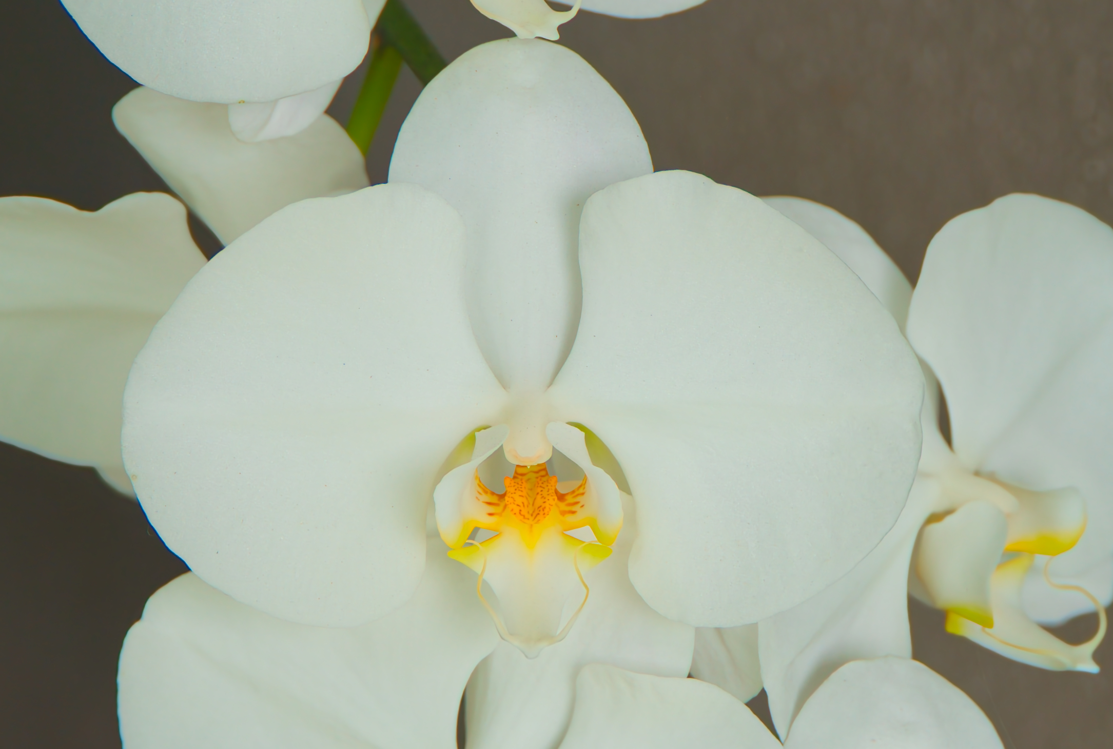 Pure White