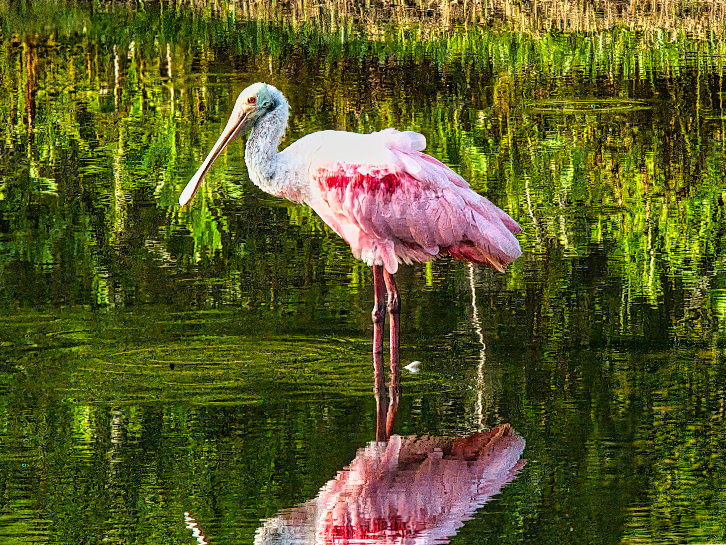 Reflective Spoonbill