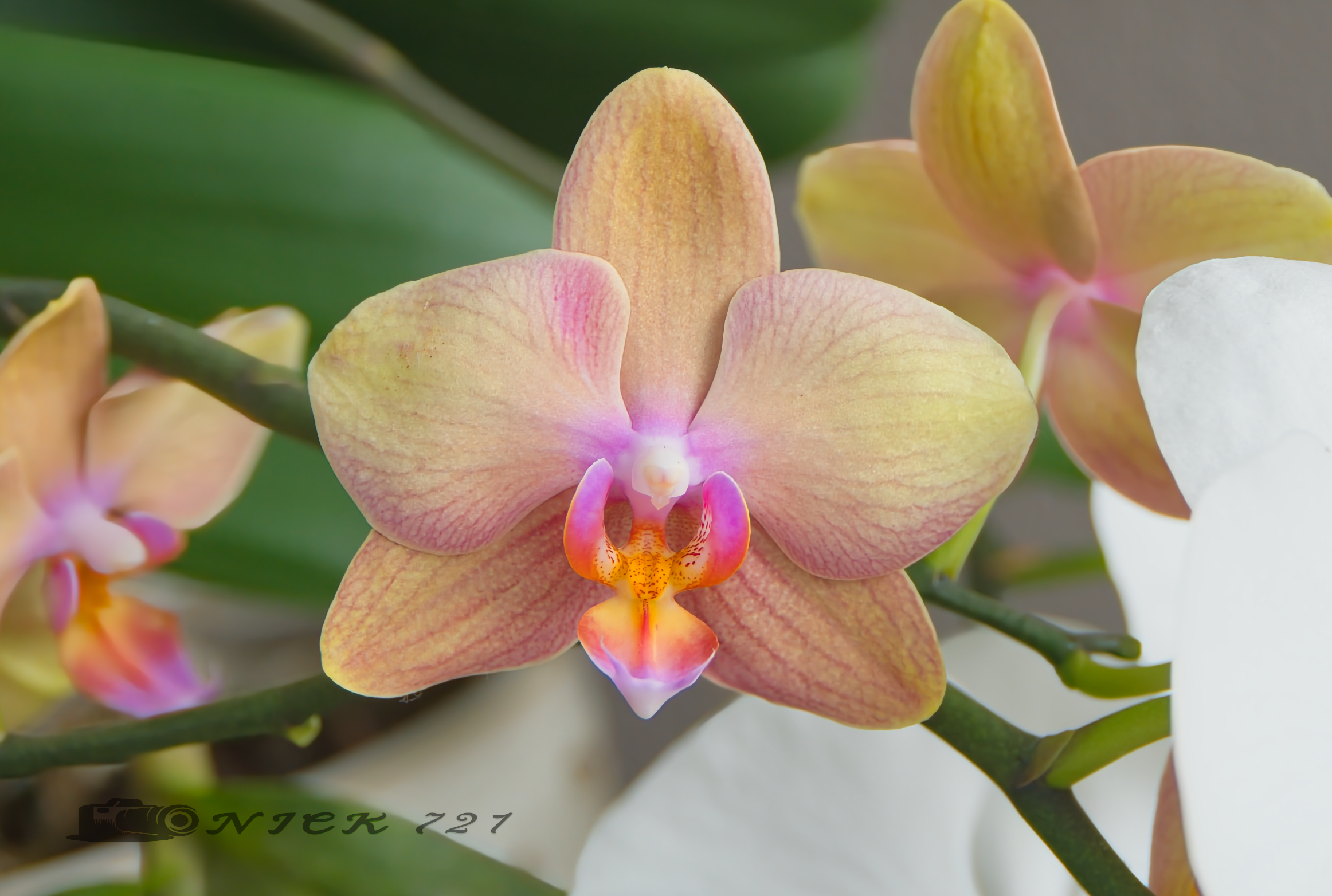 Gotta Love Orchids