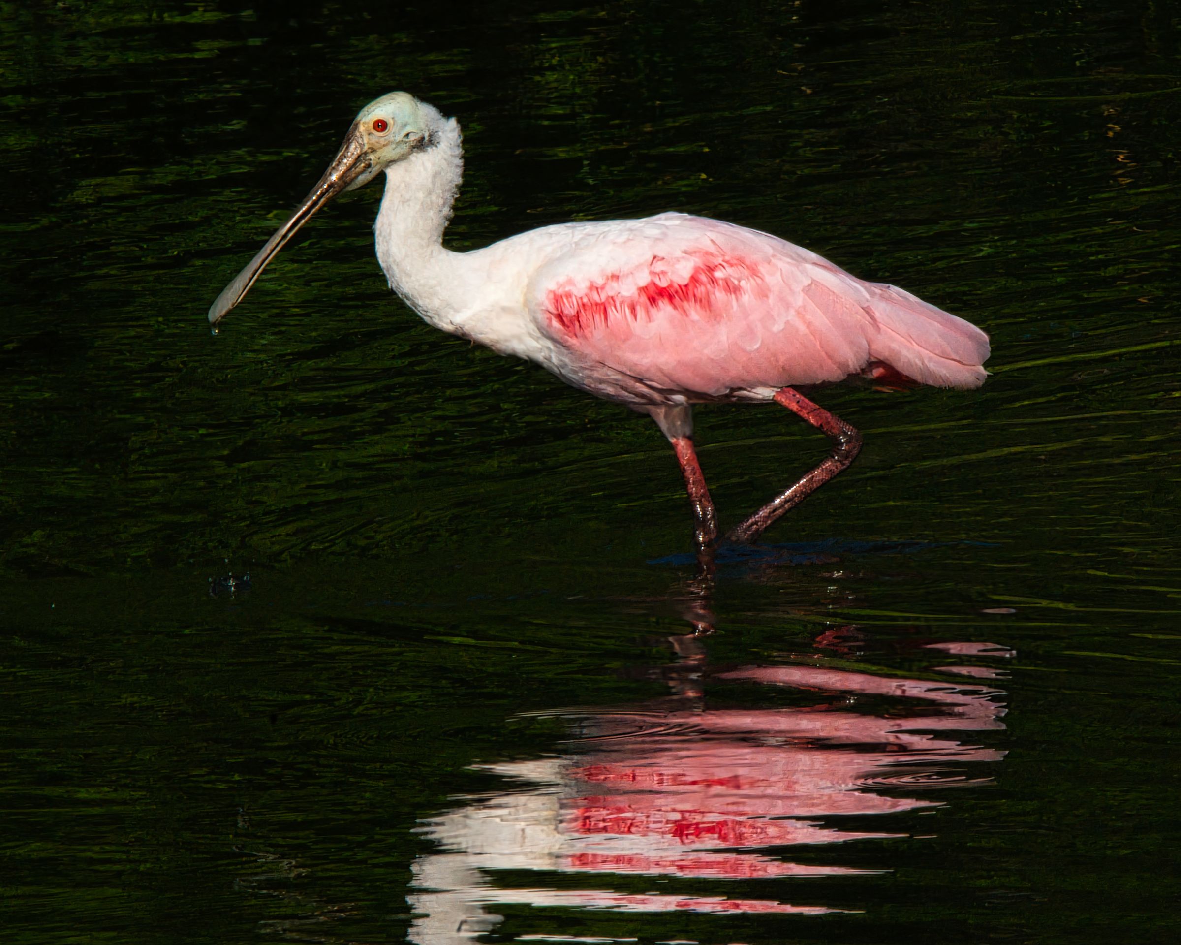 Dusk Spoonbill